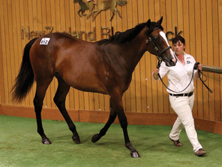 Today's highest-priced yearling (Lot 612).